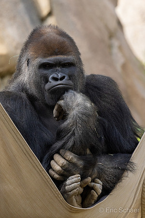 Gorilla: San Diego Zoo Safari Park-  Escondido California