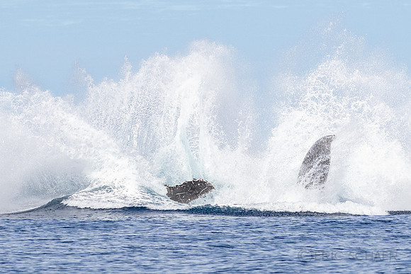 Auau Channel, Humpback Whale Breach / Splash, Maui Hi