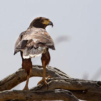 Desert Hawk