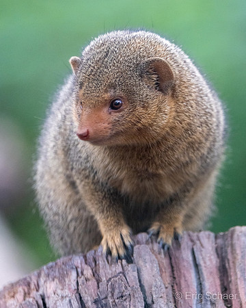 Dwarf Mongoose: San Diego Zoo Safari Park-  Escondido California