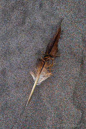 2020.09.12 Peter Iredale Shipwreck Beach Oregon -2184