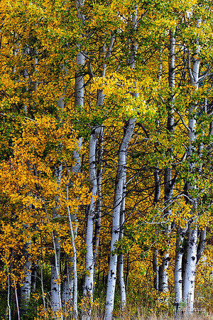 Leavenworth Washington- Wenatchee River Area