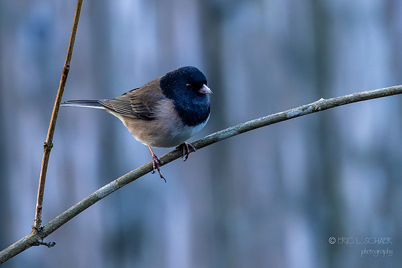 Dark-eyed Junco
