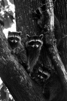 Racoon: Bellevue Washington