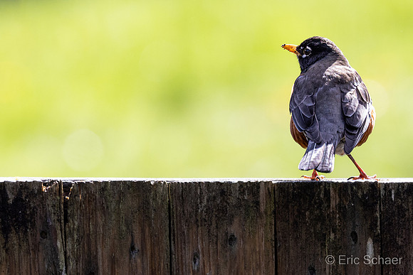 American Robin- Bellevue Washington