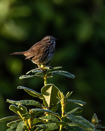 Song Sparrow