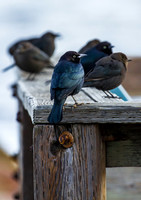 Birds- Monterey Peninsula CA