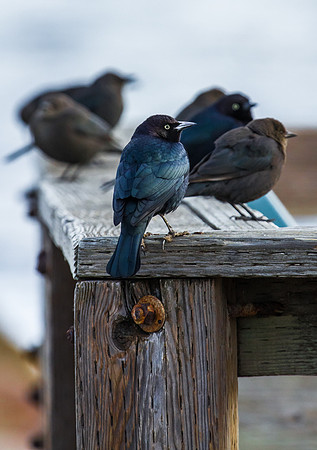 Birds- Monterey Peninsula CA