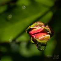 Rose Bud with Dew Drop