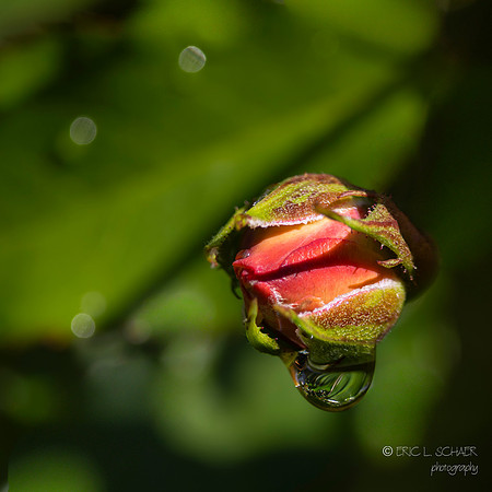 Rose Bud with Dew Drop