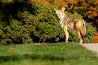 Coyote