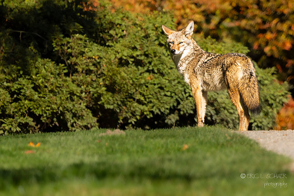 Coyote