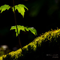 Sun lit maple