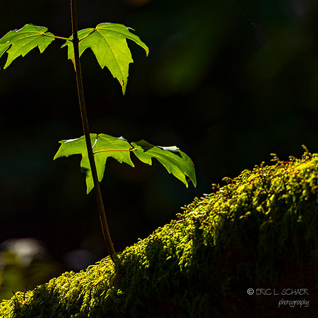 Sun lit maple