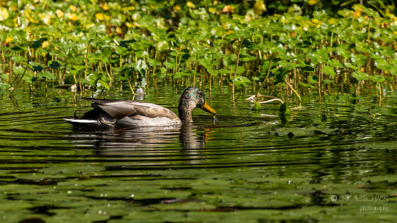 Mallard Duck
