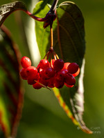 Winterberry plant