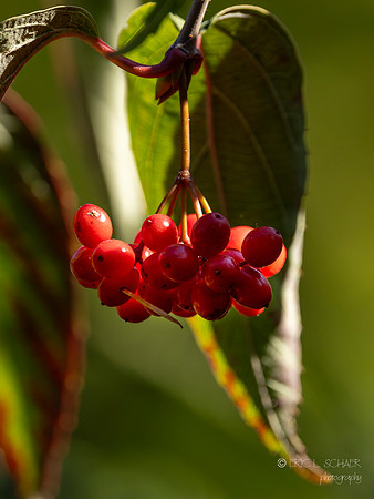 Winterberry plant