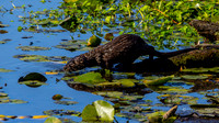 Otter