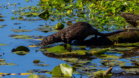 Otter