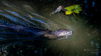 Otter
