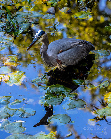Great Blue Heron