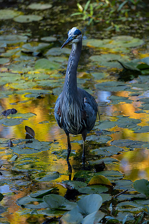 Great Blue Heron- With otter approaching