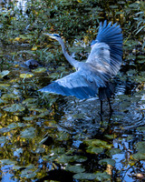 Great Blue Heron- With otter approaching