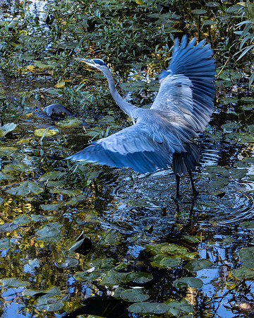 Great Blue Heron- With otter approaching