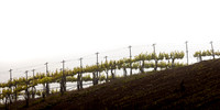 Manucci / Wild Coyote Winery