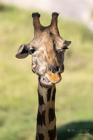 The Living Desert Zoo & Gardens