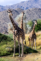 The Living Desert Zoo & Gardens