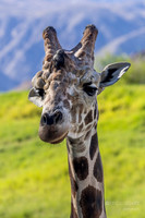 The Living Desert Zoo & Gardens