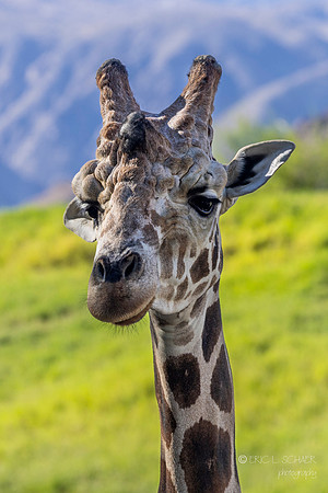 The Living Desert Zoo & Gardens
