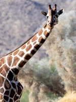The Living Desert Zoo & Gardens