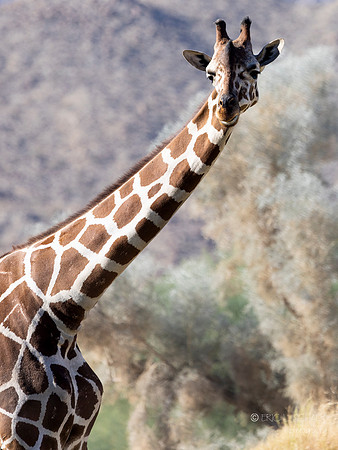 The Living Desert Zoo & Gardens