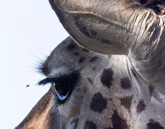 The Living Desert Zoo & Gardens