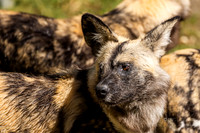 The Living Desert Zoo & Gardens