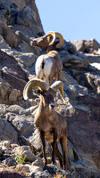 The Living Desert Zoo & Gardens
