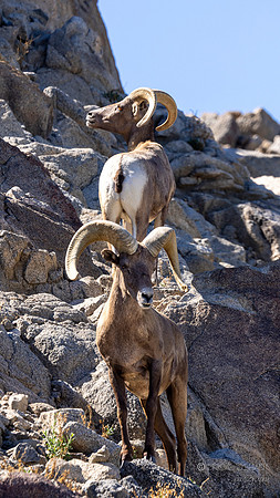 The Living Desert Zoo & Gardens