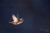 Anna's Hummingbird- The Living Desert Zoo & Gardens