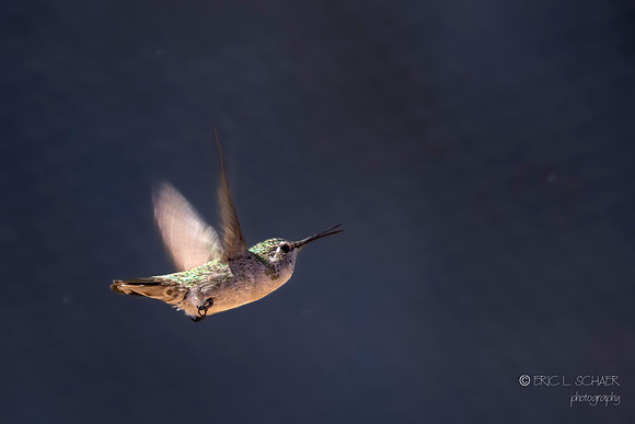 Anna's Hummingbird- The Living Desert Zoo & Gardens