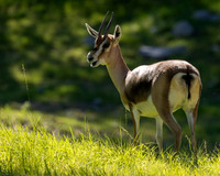 The Living Desert Zoo & Gardens