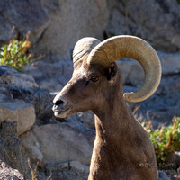 The Living Desert Zoo & Gardens
