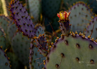 Sunnylands Center & Gardens- Rancho Mirage