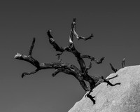 Joshua Tree National Park- Barker Dam Trail