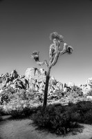 Joshua Tree National Park- Barker Dam Trail
