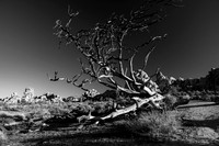 Joshua Tree National Park-