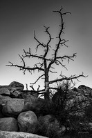 Joshua Tree National Park-