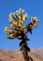 Randall Henderson Trail- Palm Desert