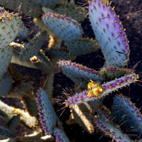 Sunnylands Center & Gardens- Rancho Mirage